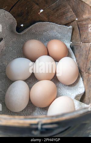 non mettere tutte le uova in un cestino. proverbi e detti popolari Foto Stock