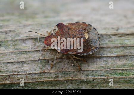 Dettaglio del primo piano su un bug marrone europeo dello scudo della paglia del letto, Dyroderes umbraculatus su una foglia verde Foto Stock