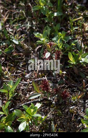 Bartsia allpina fiorente sul Dovrefjell, una catena montuosa e altopiano della Norvegia centrale. Foto Stock