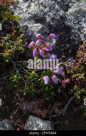 Brughiera blu che fioriva su Dovrefjell, una catena montuosa e altopiano della Norvegia centrale. Foto Stock