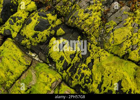 Alghe verdi o alghe marine che ricoprono rocce sulla costa di Donegal, Irlanda Foto Stock