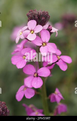 Colorato primo piano verticale su un fiore viola del comune wallflower, erysimum cheiri Foto Stock