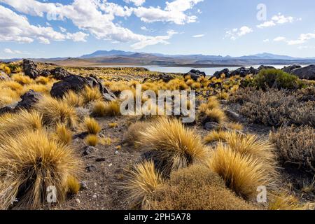 Parco Nazionale Laguna Blanca a Neuquén, Argentina - viaggio in Sud America Foto Stock