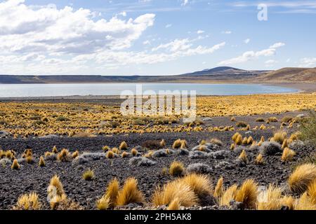 Parco Nazionale Laguna Blanca a Neuquén, Argentina - viaggio in Sud America Foto Stock