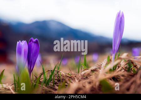 Bellissimi crochi e freschi fili d'erba che simboleggiano l'inizio della primavera a Podhale. Montagne sfocate sullo sfondo. Koscielisko, Polonia. Foto Stock