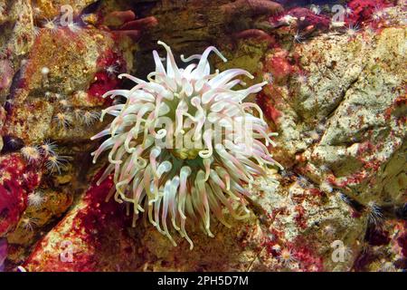 Dahlia anemone Urticina felina Foto Stock