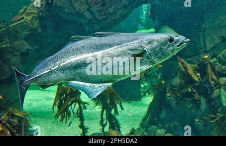 Saithe Pollachius virens visto nuotare in acqua di mare Foto Stock