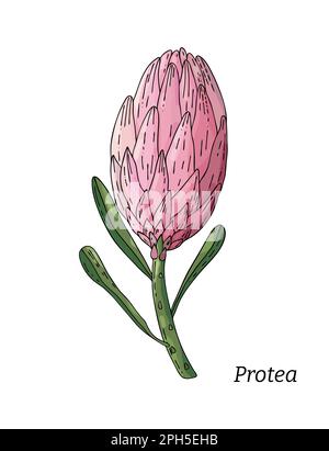 Rappresentazione vettoriale realistica disegnata a mano di germogli di fiori di protea. Fiore tropicale protea in fiore. Illustrazione Vettoriale
