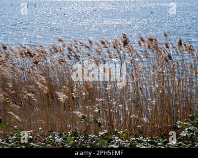 Canne che soffiano in una brezza dolce accanto a un lago scintillante al sole Foto Stock