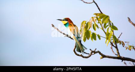 Il mangiatore europeo siede su un albero e cerca il cibo, la foto migliore Foto Stock