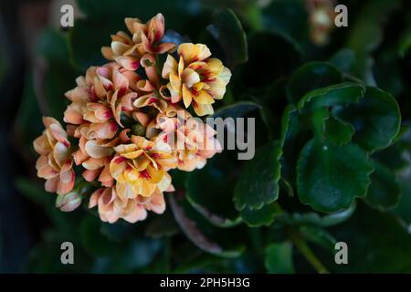 Fiorista Kalanchoe Kalanchoe Blossfeldiana (pianta di Katy fiammante, ) corallo Arancio e fiori rosa Foto Stock