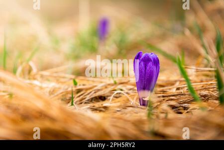 Bei cocus e freschi fili d'erba . Molla Foto Stock
