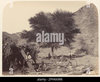 Albero seyal (Shittim), dedicato al Santo Patrono, Wady Feiran 1869 di James McDonald Foto Stock