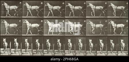 Walking, Sulky, LightGray mare, Katydid 1887 di Eadweard Muybridge Foto Stock