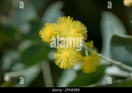 Podalyriifolia di acacia, fiori gialli, fragranza leggera in un bouquet rotondo Foto Stock