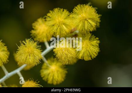 Podalyriifolia di acacia, fiori gialli, fragranza leggera in un bouquet rotondo Foto Stock