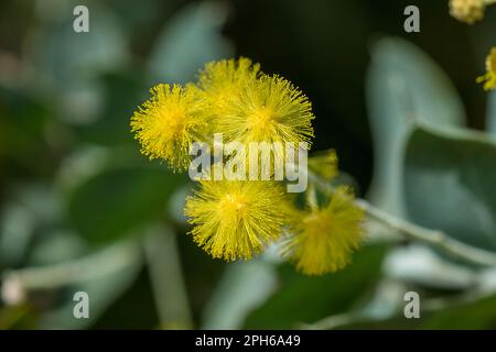 Podalyriifolia di acacia, fiori gialli, fragranza leggera in un bouquet rotondo Foto Stock
