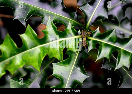 Un primo piano di Acanthus ilicifolius, comunemente noto come acanthus di agrifoglio, agrifoglio di mare. Foto Stock