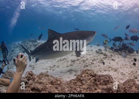 Tiger Shark avvistare mentre Scuba Diving in un sito di immersione a Fuvahmulah - Maldive Foto Stock