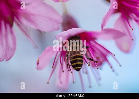 L'ape succhia il nettare del fiore. Prunus cerasoides sono belle rosa in natura. Nel nord della Thailandia fiorito nel mese di gennaio - Foto Stock