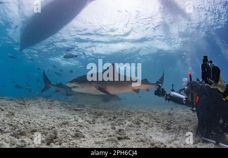 Subacquei che osservano lo squalo tigre a Fuvahmulah (Maldive) Foto Stock