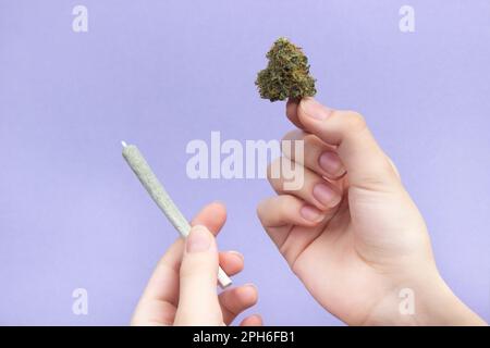 Una mano di una donna con unghie naturali tiene un germoglio secco di marijuana medica con le sue dita e un'articolazione di cannabis nell'altra mano su un dorso viola chiaro Foto Stock