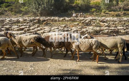 Pastore spagnolo con pecora a cavallo a piedi in letto di fiume secco in Andalusia, Malaga, Spagna. Foto Stock