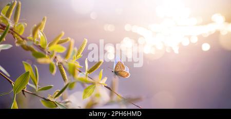 Primavera sfondo natura; Fly farfalla e fresco fioritura ramo albero primavera con giovani foglie di salice su sfondo di acqua soleggiato Foto Stock