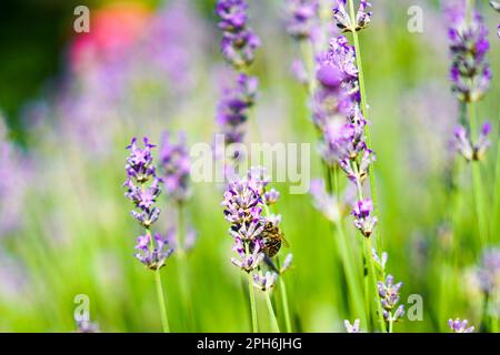 Un campo di lavanda fiorente con api che si siedono sui fiori e che raccolgono miele. In primo piano Foto Stock