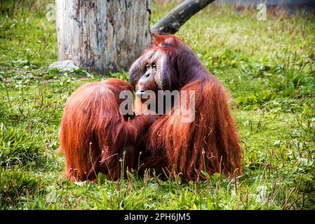 Due orangutani arancioni in uno zoo Foto Stock