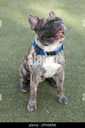 18 mesi-Vecchio Brindle Bulldog francese maschio. Parco per cani fuori dal guinzaglio nella California settentrionale. Foto Stock