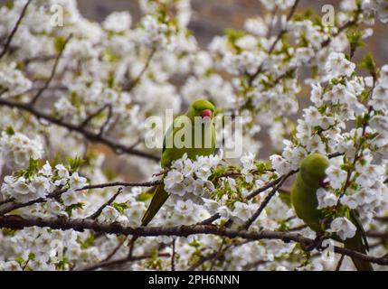 Londra, Regno Unito. 26th marzo 2023. Un parakeet a collo ad anello, noto anche come parakeet con anelli di rosa, si accoppa ai fiori di un albero di ciliegio in una strada nel centro di Londra. Credit: Vuk Valcic/Alamy Live News Foto Stock