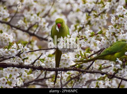 Londra, Regno Unito. 26th marzo 2023. Un parakeet a collo ad anello, noto anche come parakeet con anelli di rosa, si accoppa ai fiori di un albero di ciliegio in una strada nel centro di Londra. Credit: Vuk Valcic/Alamy Live News Foto Stock