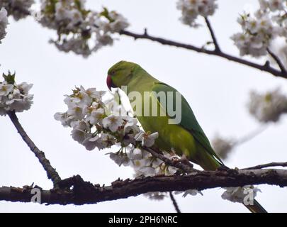 Londra, Regno Unito. 26th marzo 2023. Un parakeet a collo ad anello, noto anche come parakeet con anelli di rosa, si accoppa ai fiori di un albero di ciliegio in una strada nel centro di Londra. Credit: Vuk Valcic/Alamy Live News Foto Stock