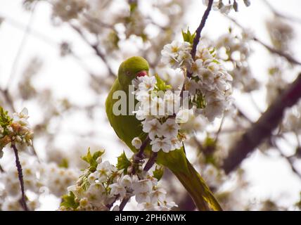 Londra, Regno Unito. 26th marzo 2023. Un parakeet a collo ad anello, noto anche come parakeet con anelli di rosa, si accoppa ai fiori di un albero di ciliegio in una strada nel centro di Londra. Credit: Vuk Valcic/Alamy Live News Foto Stock