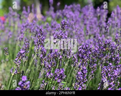 Un campo di lavanda fiorente con api che si siedono sui fiori e che raccolgono miele. In primo piano Foto Stock