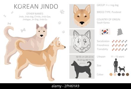 Clitpart Jindo coreano. Pose diverse, colori del cappotto impostati. Illustrazione vettoriale Illustrazione Vettoriale