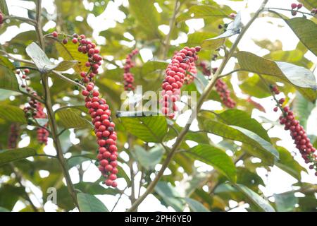 Bignay, Antidesma bunius, frutta matura in un parco a Sopo, Cundinamarca, Colombia. Foto Stock