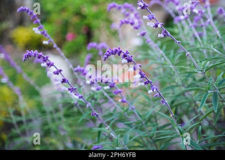 Salvia, salvia leucantha, viola e bianco vellutato fiori ornamentali in un giardino colombiano. Foto Stock