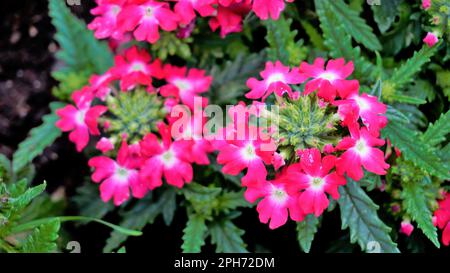 Primo piano di fiori di fiori multicolore di Giardino, comune, ibrido vano con sfondo verde scuro foglie. Immagine di sfondo. Foto Stock