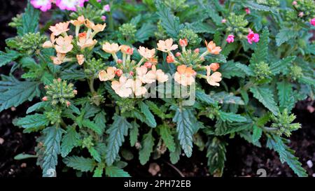 Primo piano di fiori di fiori multicolore di Giardino, comune, ibrido vano con sfondo verde scuro foglie. Immagine di sfondo. Foto Stock