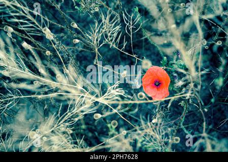 Papavero fiore in erba Foto Stock