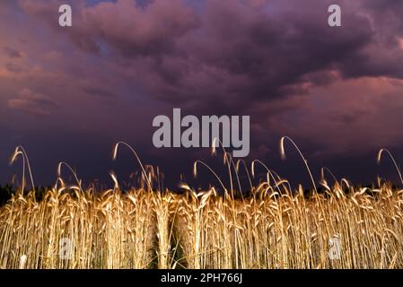 Campo di grano sotto il cielo tempestoso Foto Stock