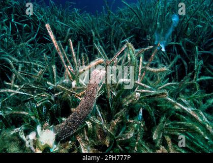 Cetriolo di mare tubolare, durante la riproduzione, Oloturia (Holothuria tubulosa) espelle all'esterno il liquido spermatico. Capo Caccia. Alghero, Sardegna. Foto Stock