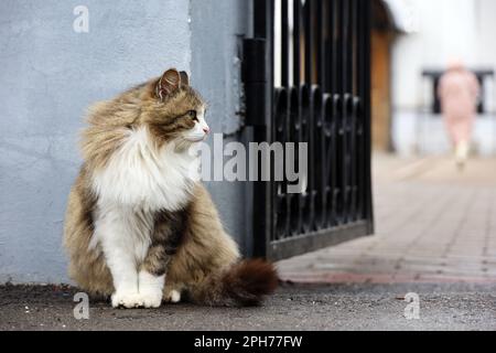 Ritratto di gatto lanuginoso seduto su una strada vicino al cancello aperto Foto Stock