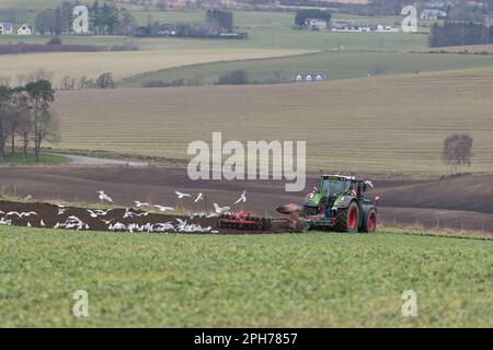 Aratura in concime verde (vetch) utilizzando un trattore Fendt con aratro reversibile Kverneland e doppio imballatore seguito da un gregge di gabbiani Foto Stock