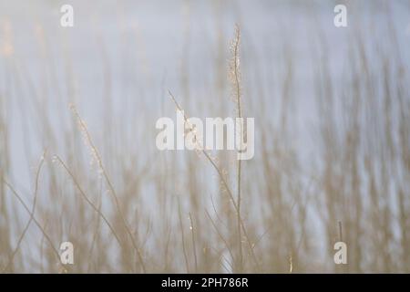 Luce del sole sugli steli secchi di Rosebay Willowherb (Chamerion Angustifolium) in inverno Foto Stock