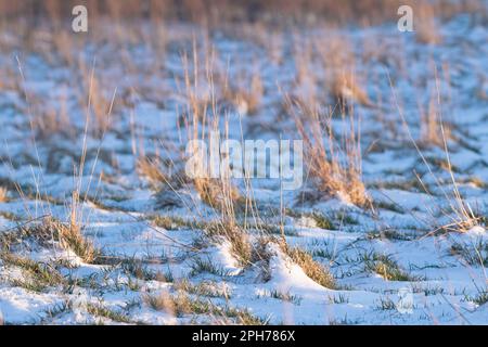 Luce del sole del tardo pomeriggio su Tussocks di erba che cresce su una brughiera innevata Foto Stock