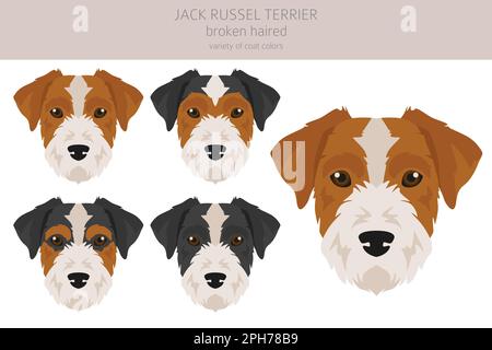 Jack Russel in diverse pose e colori del mantello. Cappotto liscio e capelli rotti. Illustrazione vettoriale Illustrazione Vettoriale