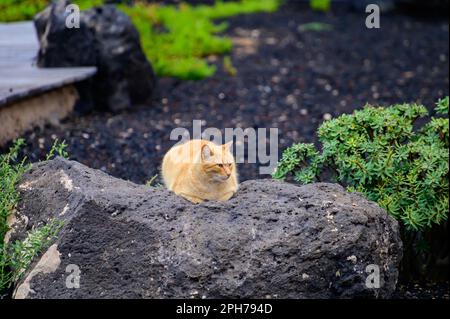 Gatti di strada ben vivi che si godono una giornata di sole sulle strade di Caleta de Fuste, Fuerteventura, isole Canarie, Spagna in inverno Foto Stock